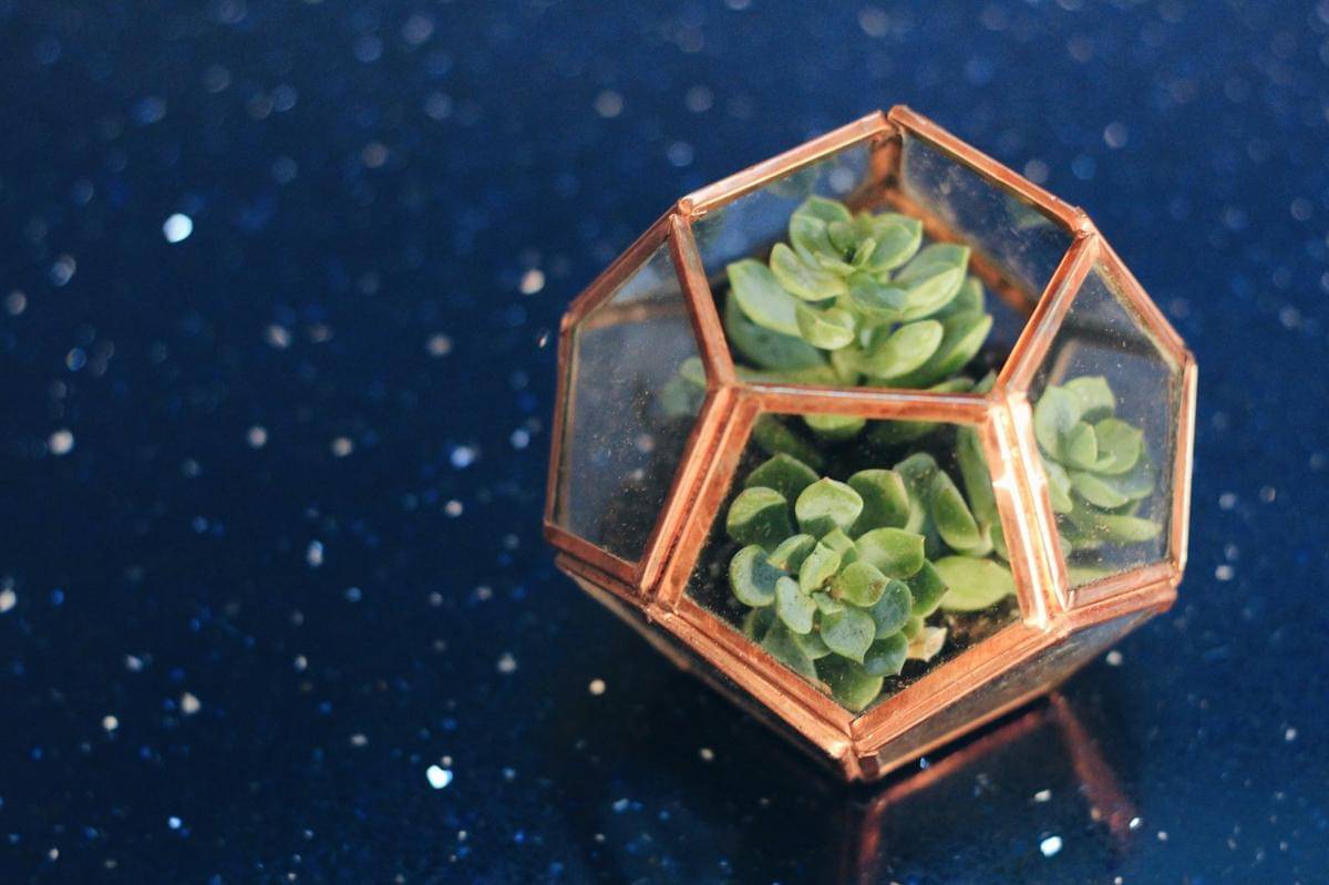ilustrasi terrarium sukulen (unsplash.com/Fallon Michael)