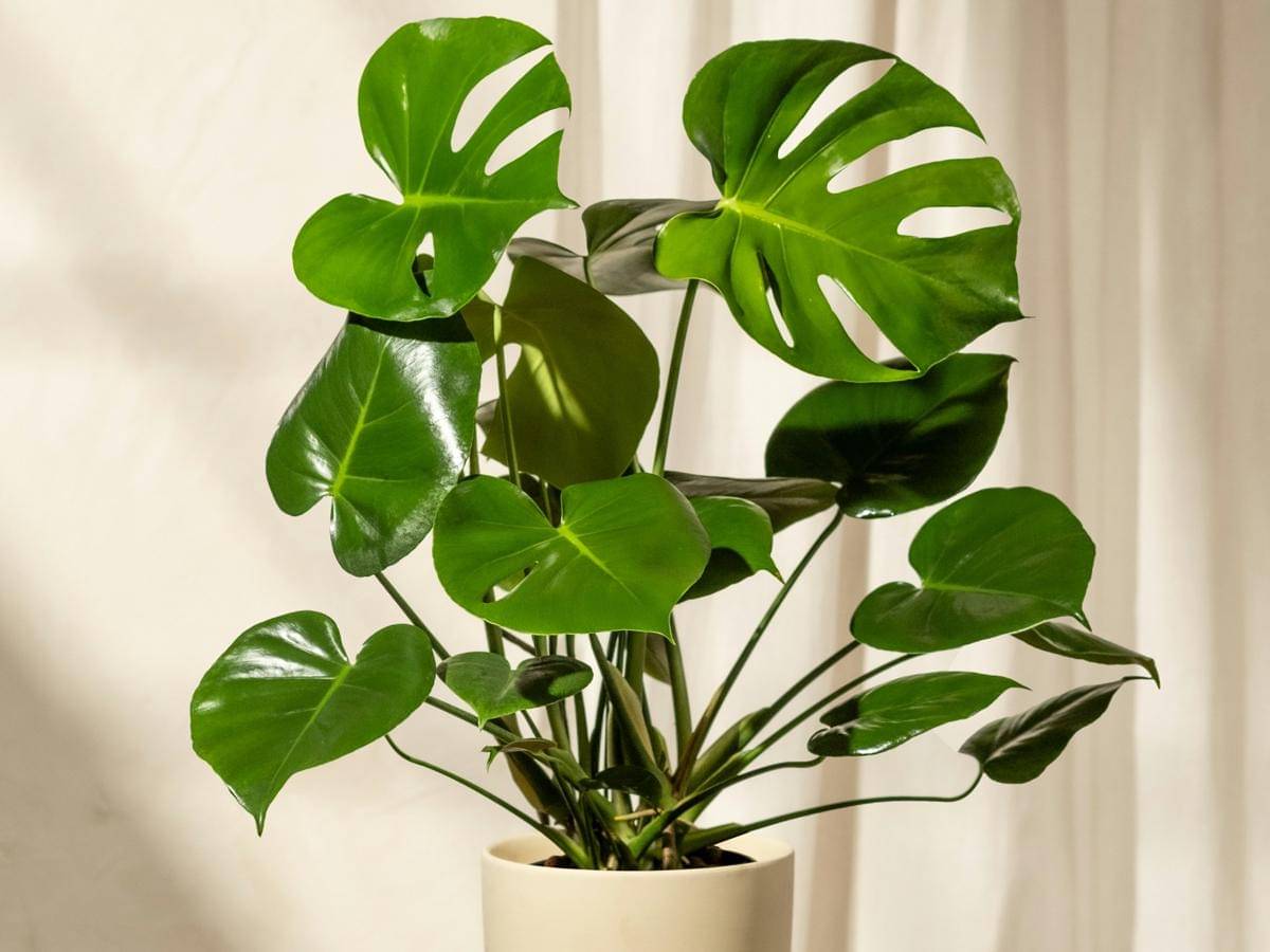 ilustrasi tanaman monstera deliciosa (unsplash.com/feey)