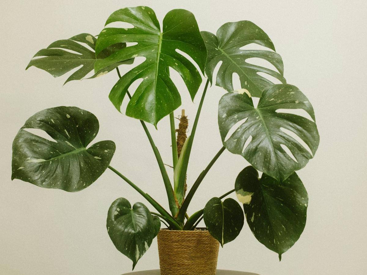 ilustrasi tanaman monstera deliciosa