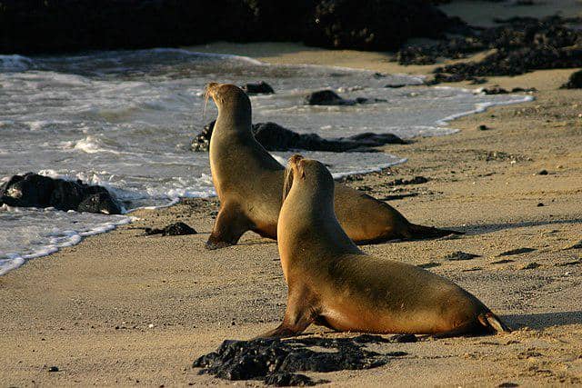 ilustrasi anjing laut di Pulau Falkland (commons.wikimedia/Charles J Sharp)