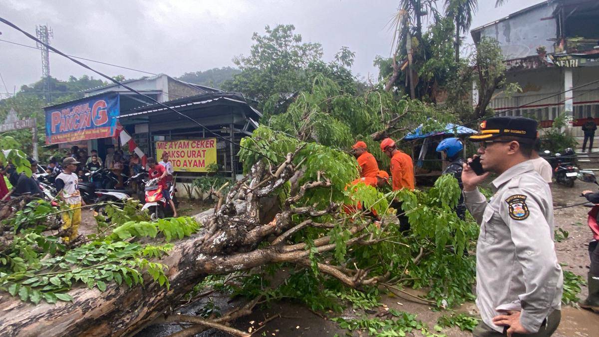 Pohon tumbang di Bandar Lampung. (IDN Times/BPBD)