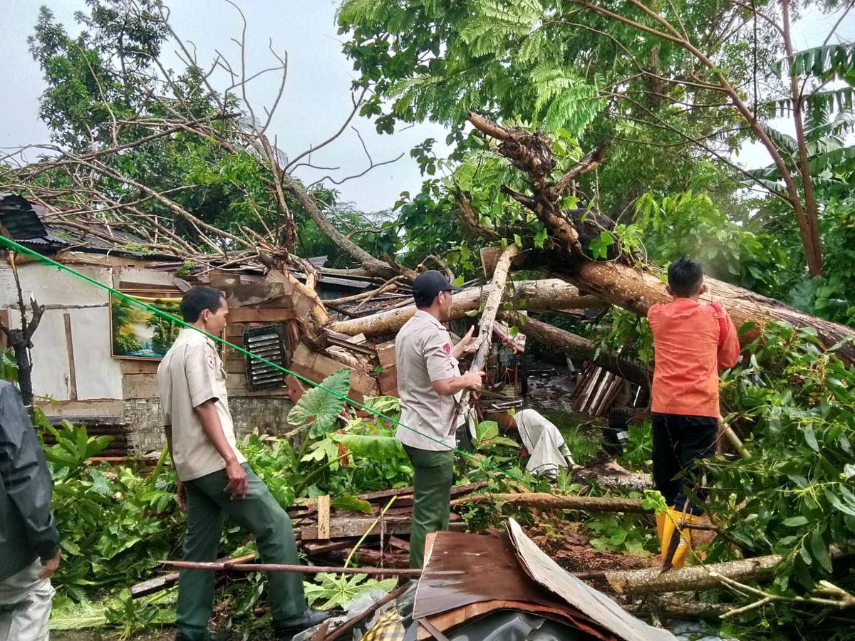 Evakuasi pohon tumbang di Bandar Lampung. (IDN Times/BPBD)