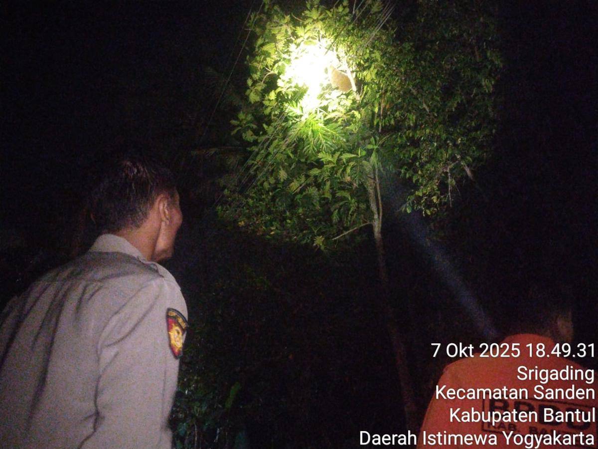 Petugas Damkarmat BPBD Bantul evakuasi sarang lebah di pohon. (Dok. Humas Polres Bantul)