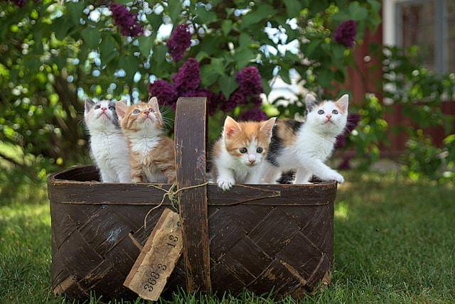 ilustrasi kucing (unsplash.com/Jari Hytönen)