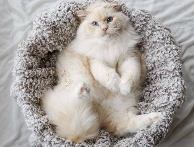 ilustrasi kucing (unsplash.com/Joyful)