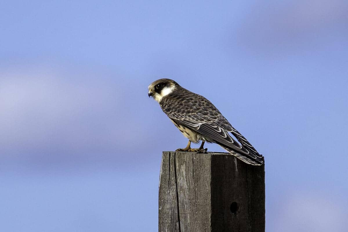 Alap-alap Kaki Merah