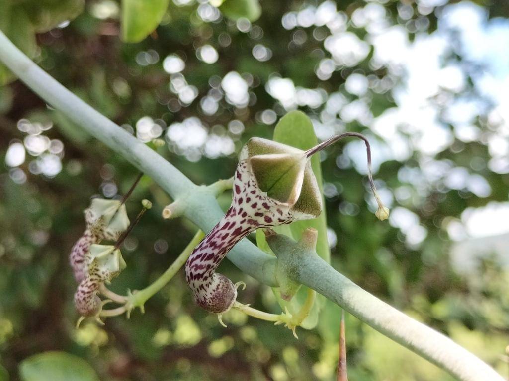Ceropegia Haygarthii