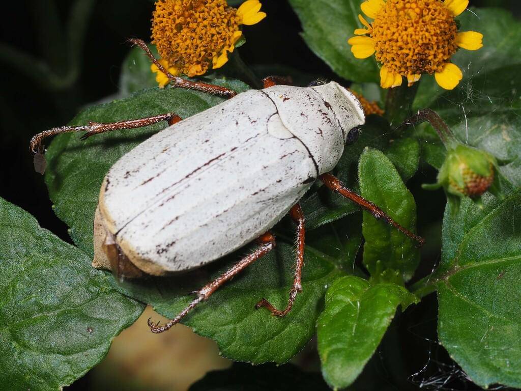Cyphochilus Beetle