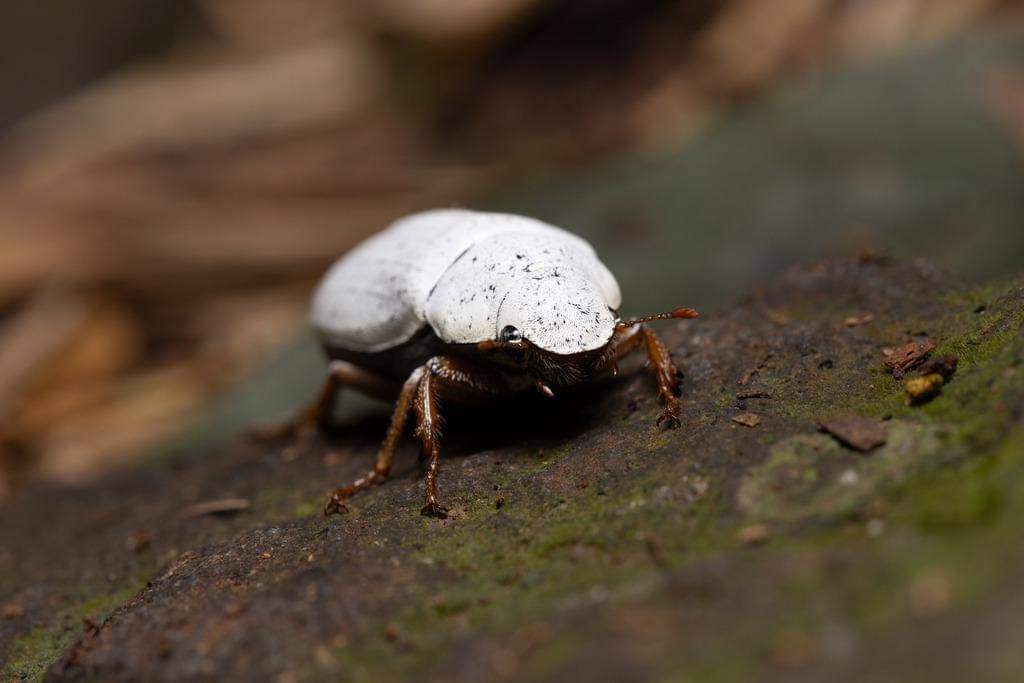 Cyphochilus Beetle