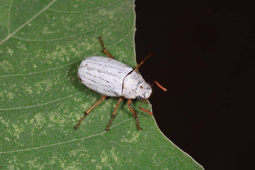 Cyphochilus Beetle