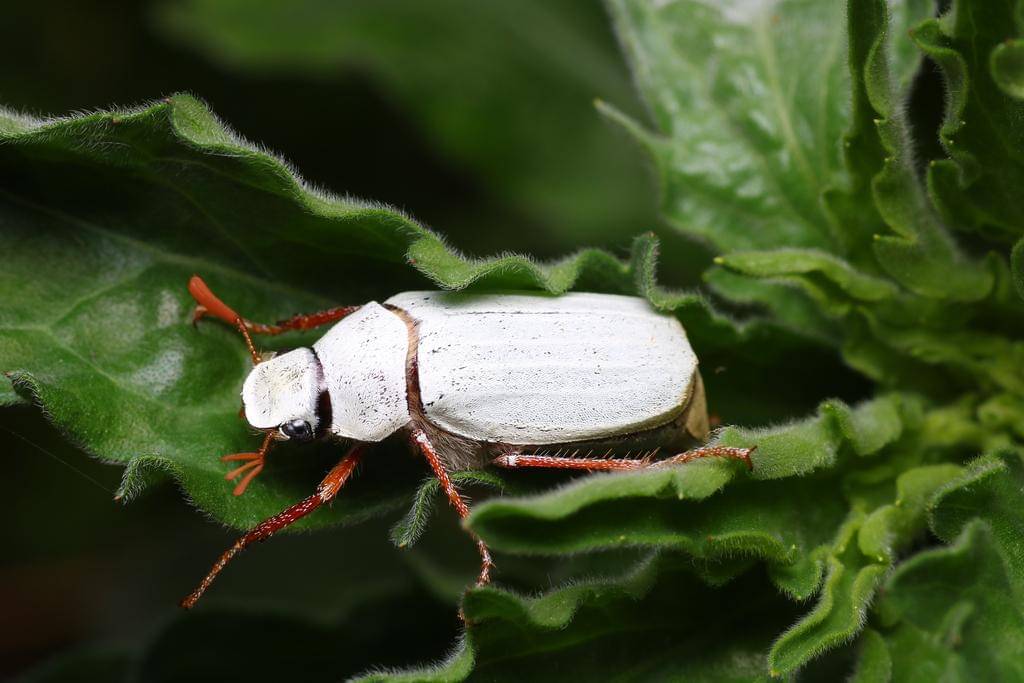 Cyphochilus Beetle