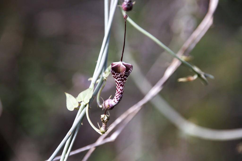 Ceropegia Haygarthii