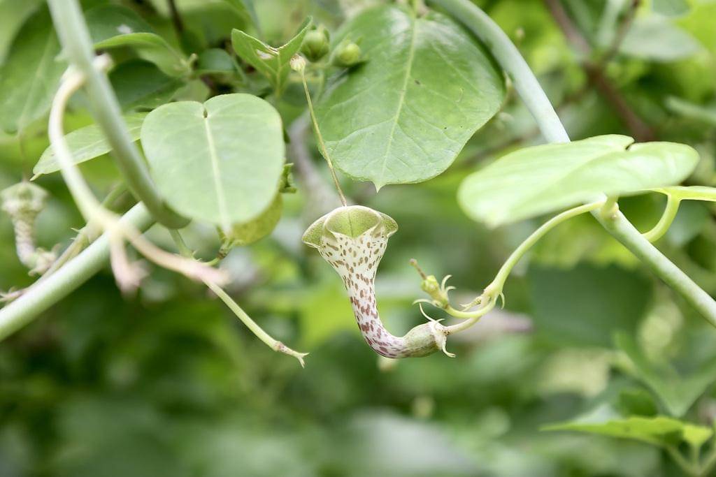 Ceropegia Haygarthii