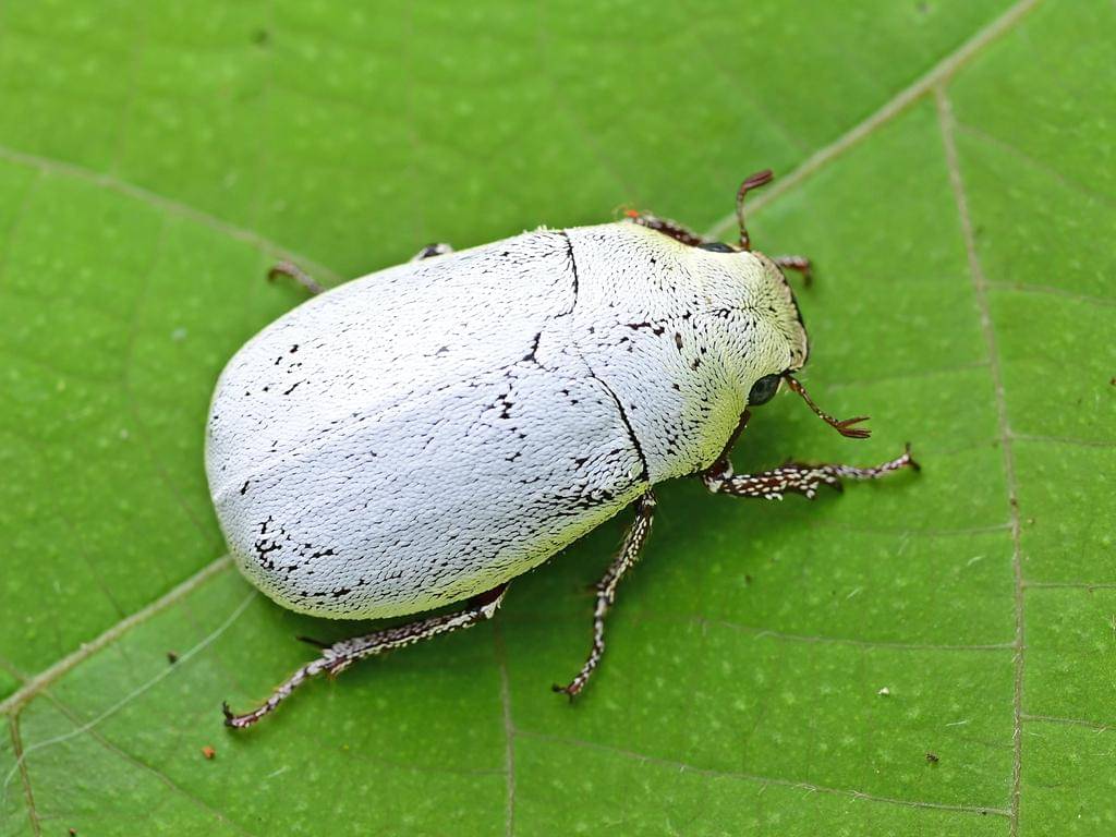 Cyphochilus Beetle