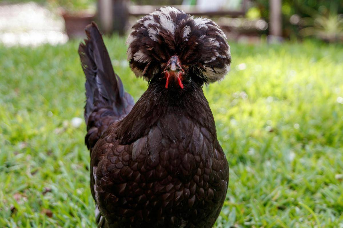 Ayam Poland