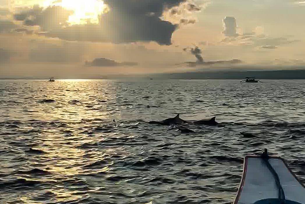 lumba-lumba di Pantai Lovina (dok.pribadi/Natalia Indah)