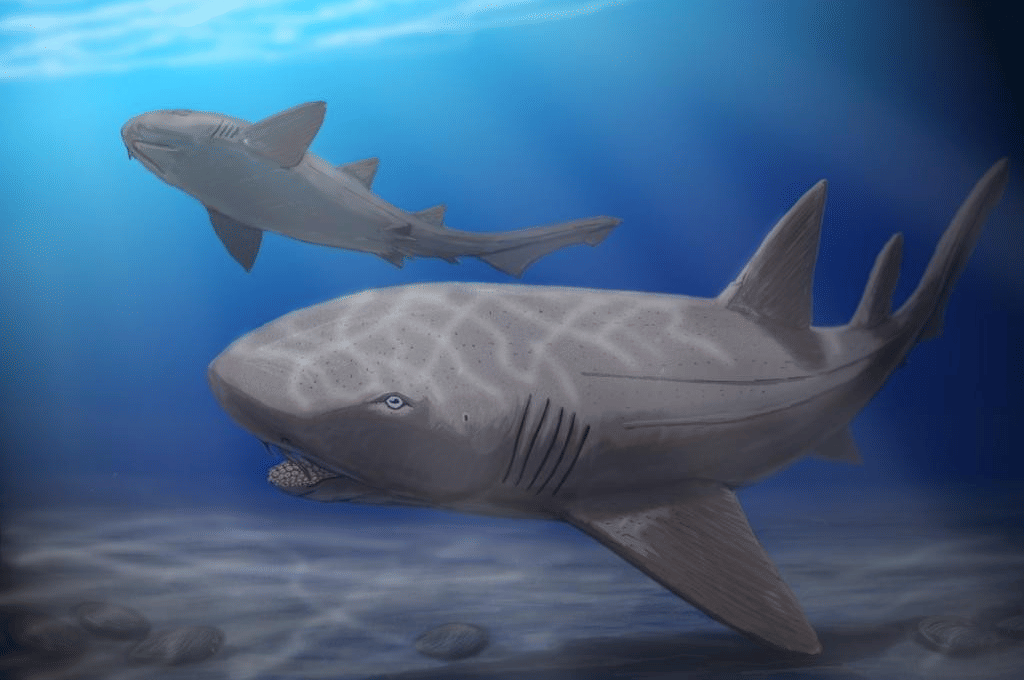 ilustrasi Ptychodus (commons.wikimedia.org/Dmitry Bogdanov)
