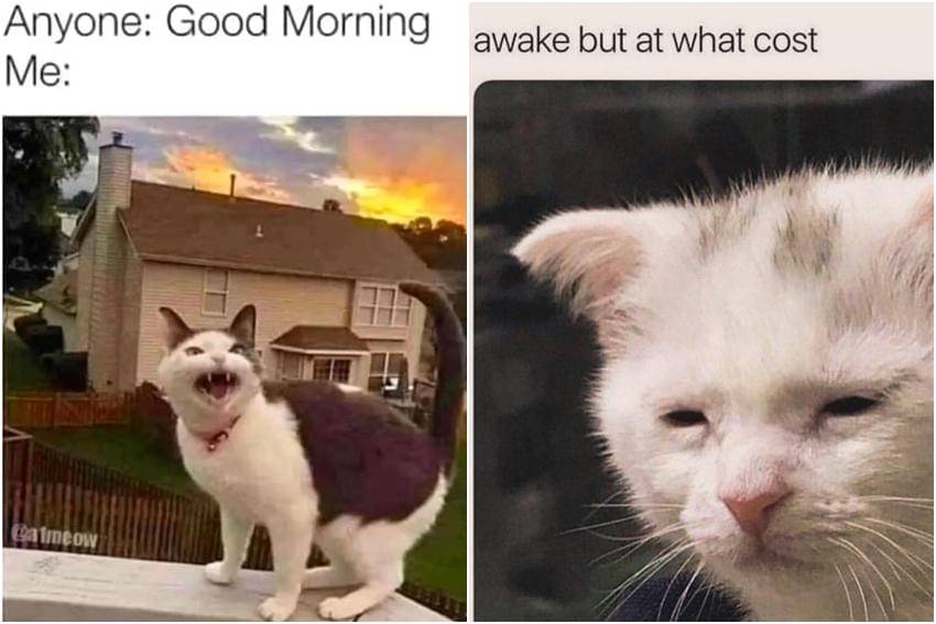 meme kucing bangun pagi