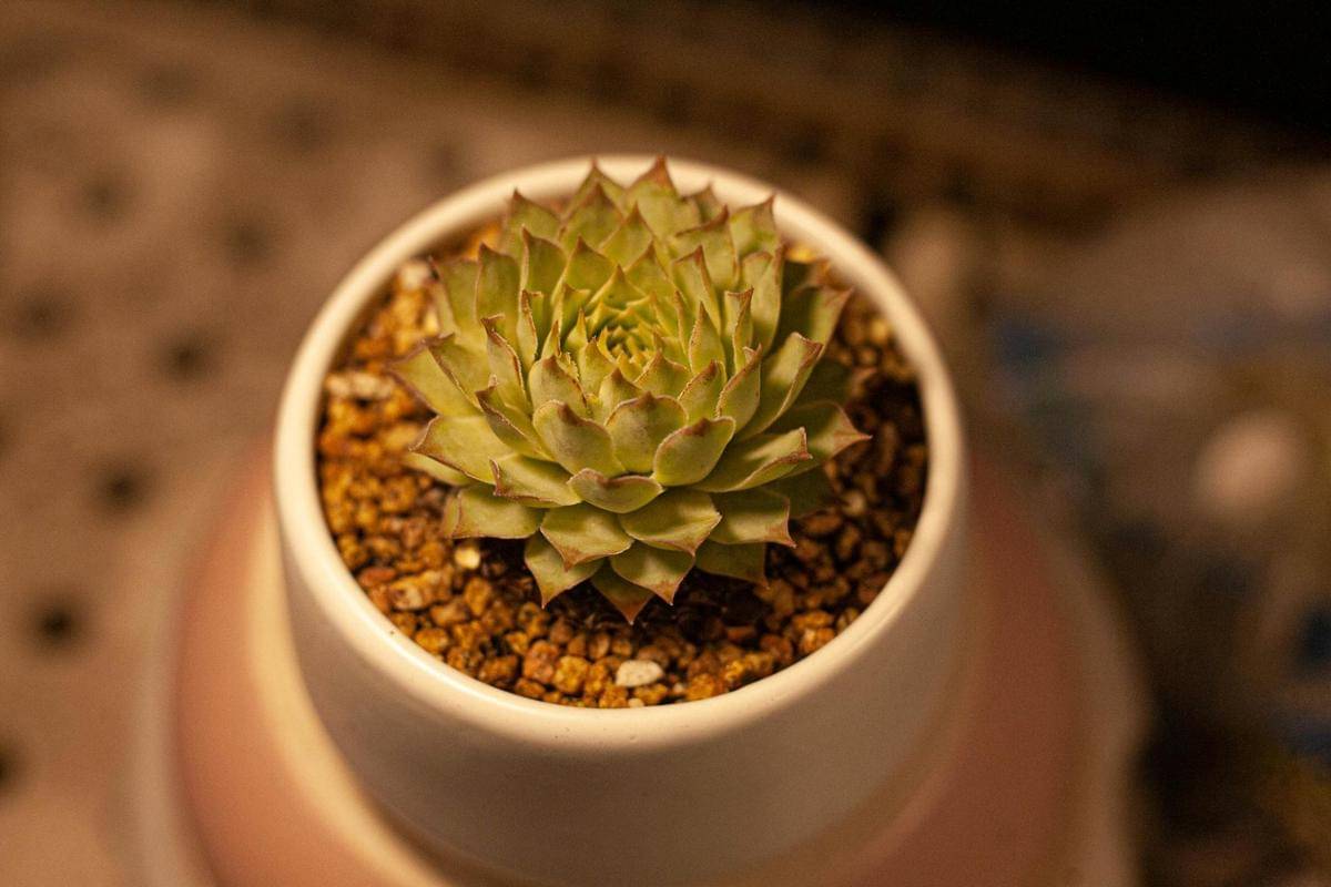 ilustrasi echeveria