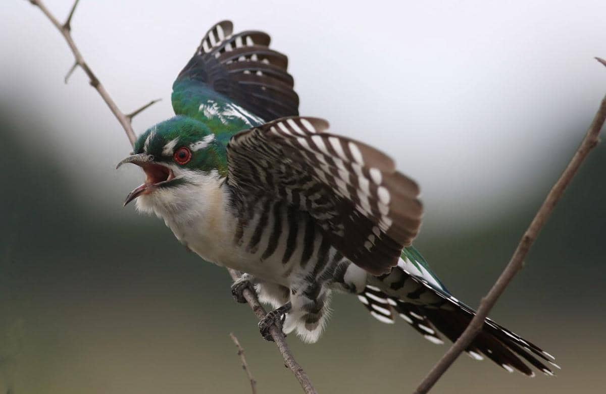 ilustrasi burung cuckoo