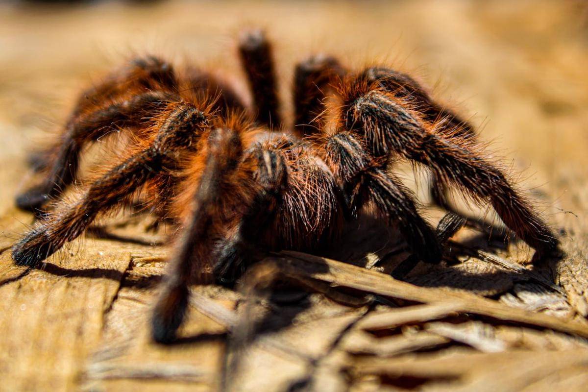 Tarantula