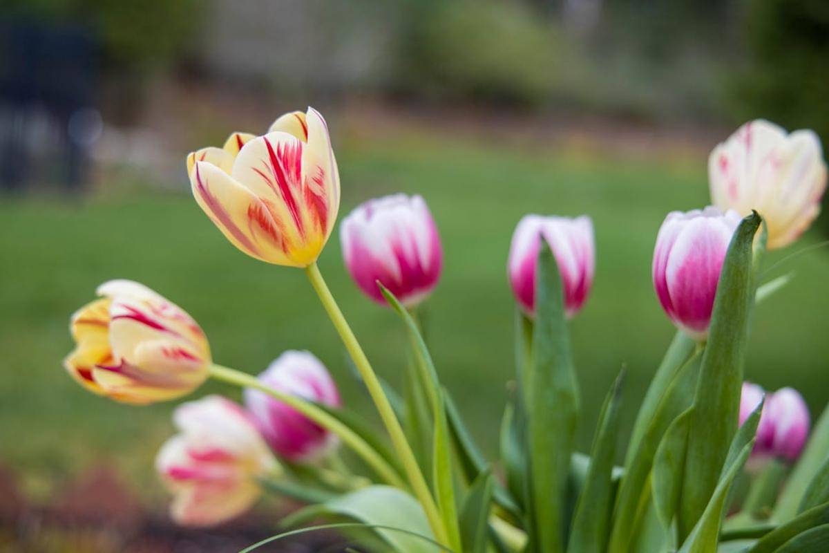 ilustrasi tulip (pexels.com/Mohan Nannapaneni)
