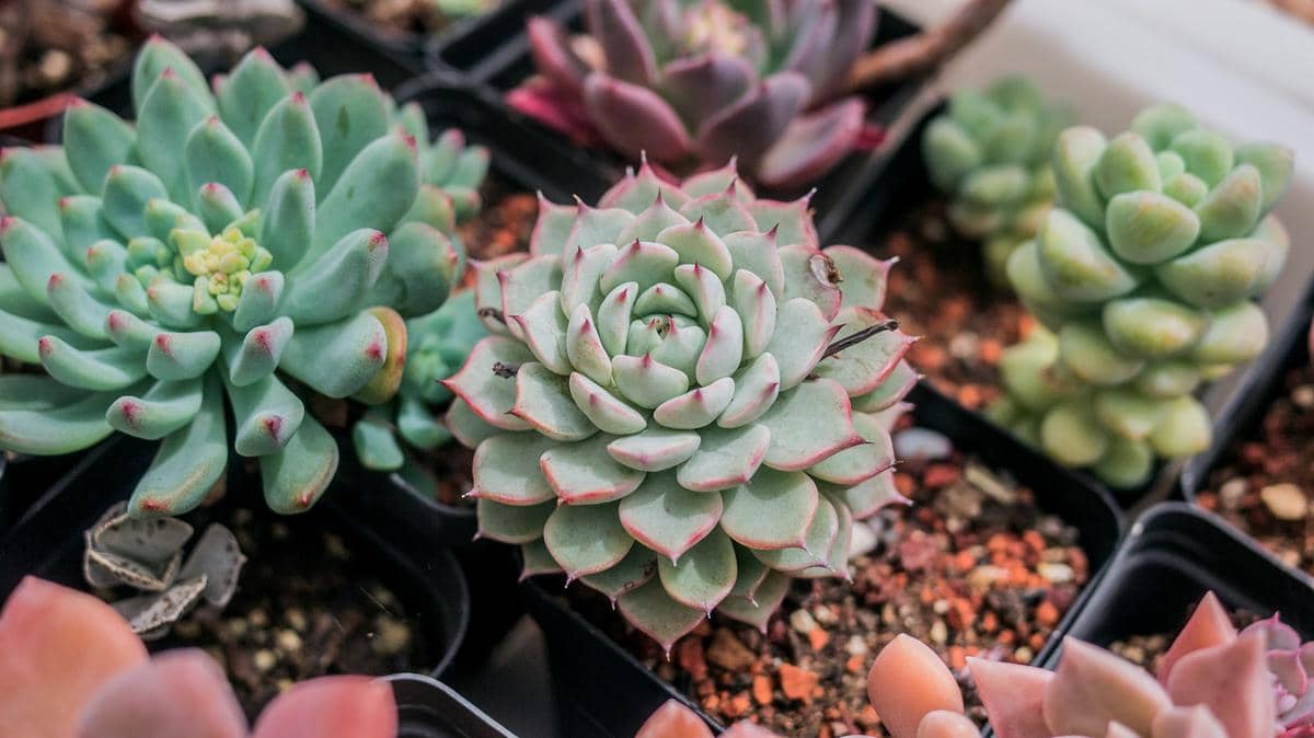 ilustrasi sukulen echeveria (unsplash.com/Phoenix Han)