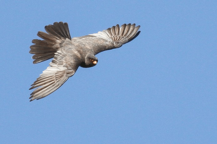 Alap-alap Kaki Merah