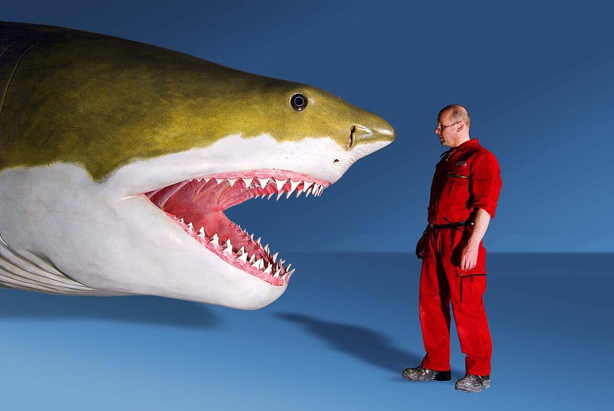 rekonstruksi megalodon (commons.wikimedia.org/Werner Kraus)