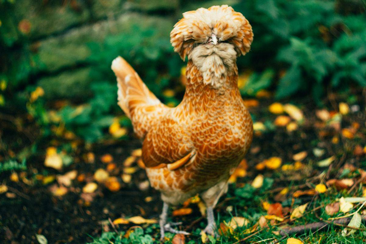 Ayam Poland