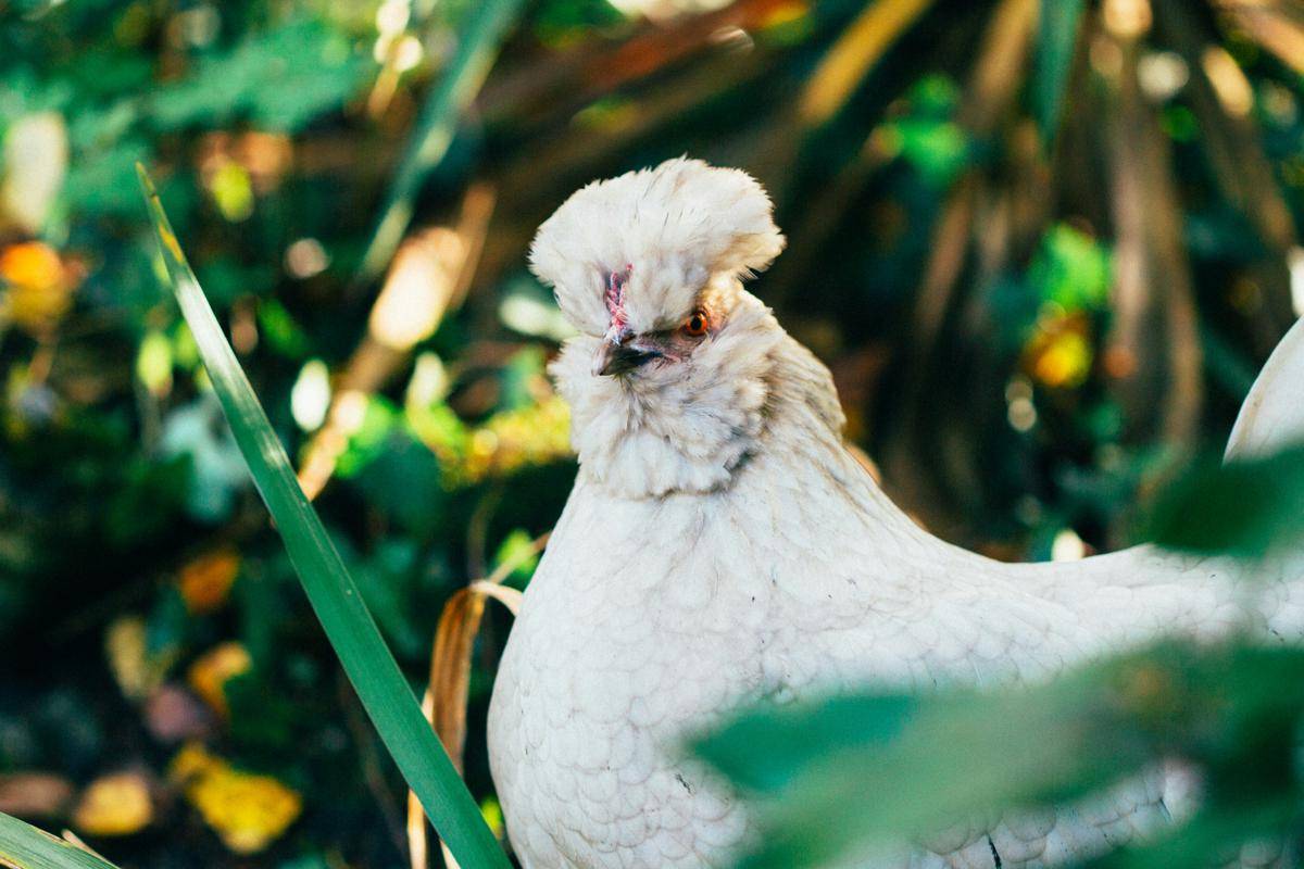 Ayam Poland
