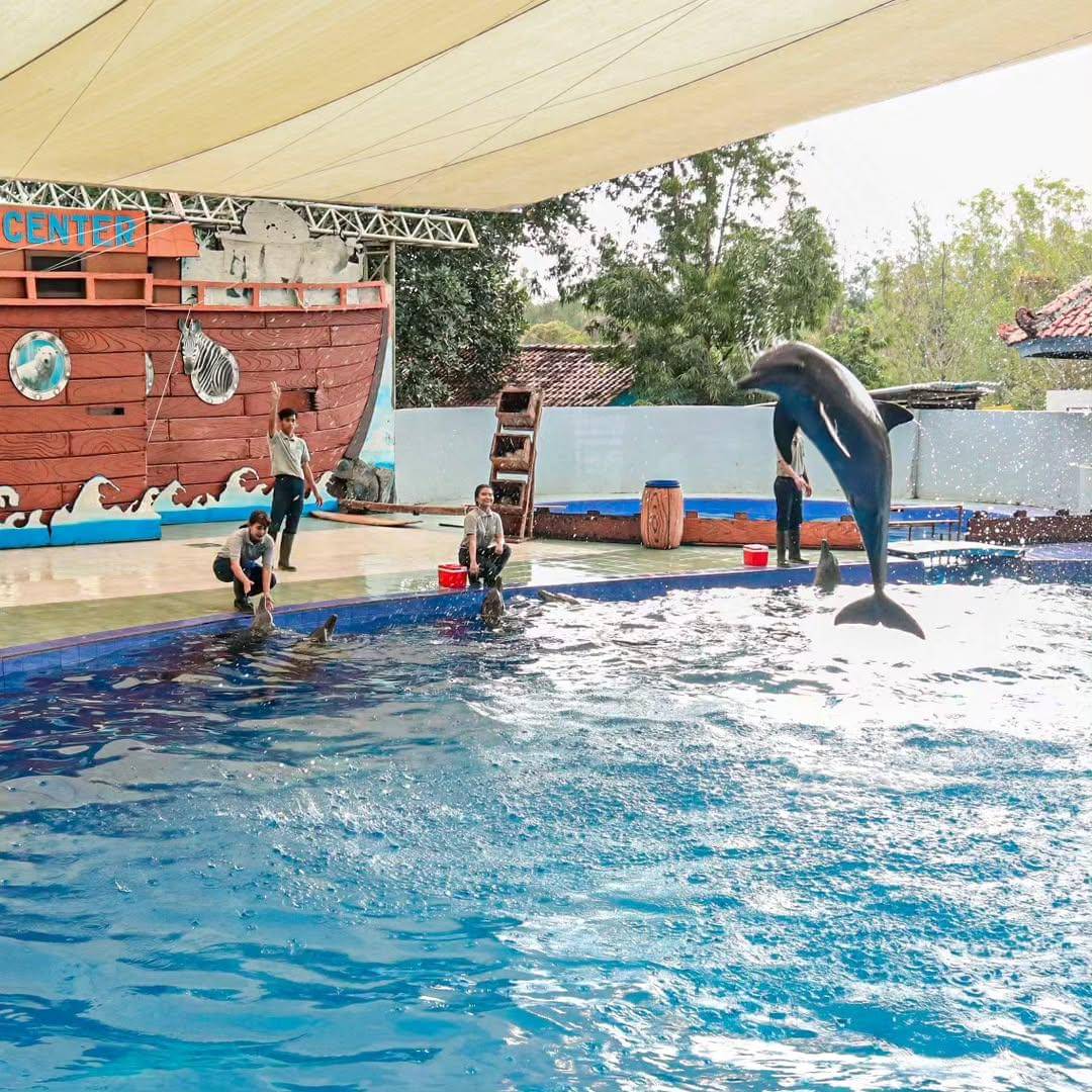 dolphins edushow di Beach Safari Batang (instagram.com/safaribeachjateng)