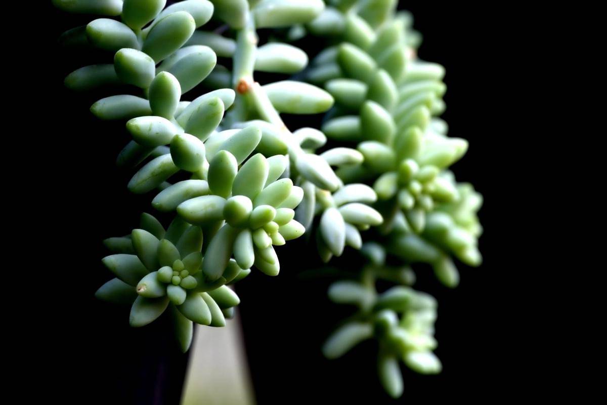 ilustrasi burro's tail