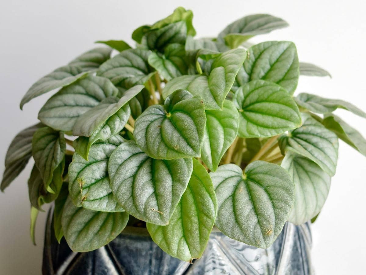 ilustrasi tanaman peperomia frost (unsplash.com/Tricia Timney)