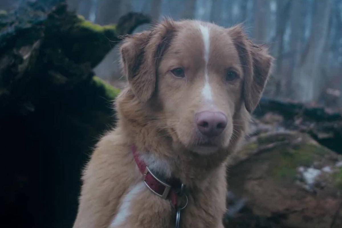 Cuplikan adegan di film Good Boy
