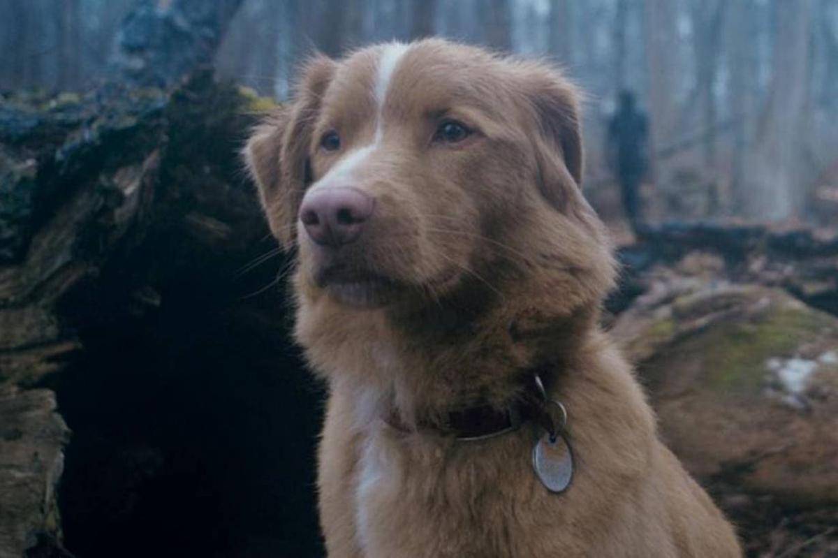 Cuplikan adegan di film Good Boy