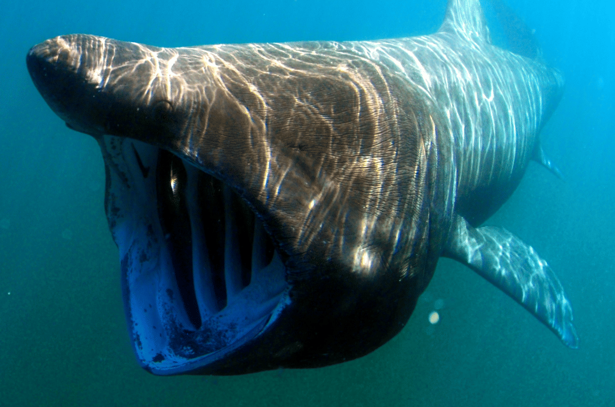 hiu penjemur (commons.wikimedia.org/Greg Skomal / NOAA Fisheries Service)