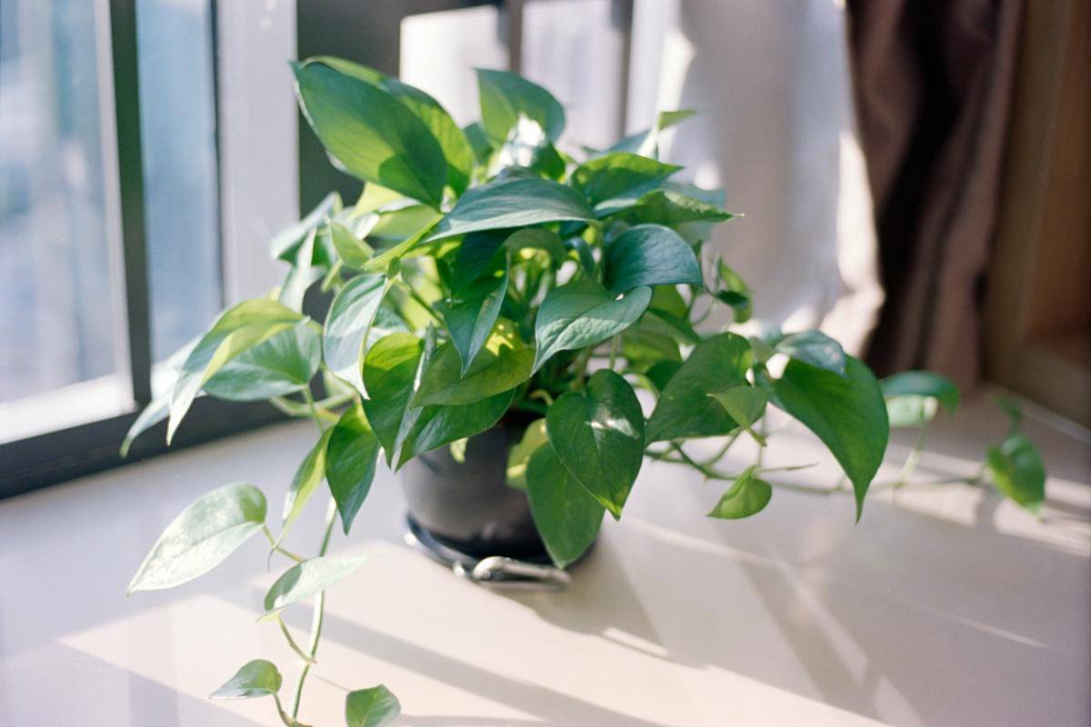 ilustrasi tanaman pothos