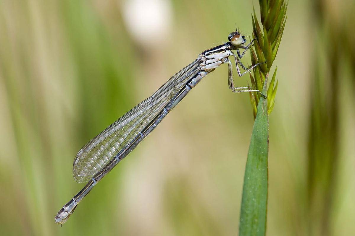 Cecak Kerdil Jaragua