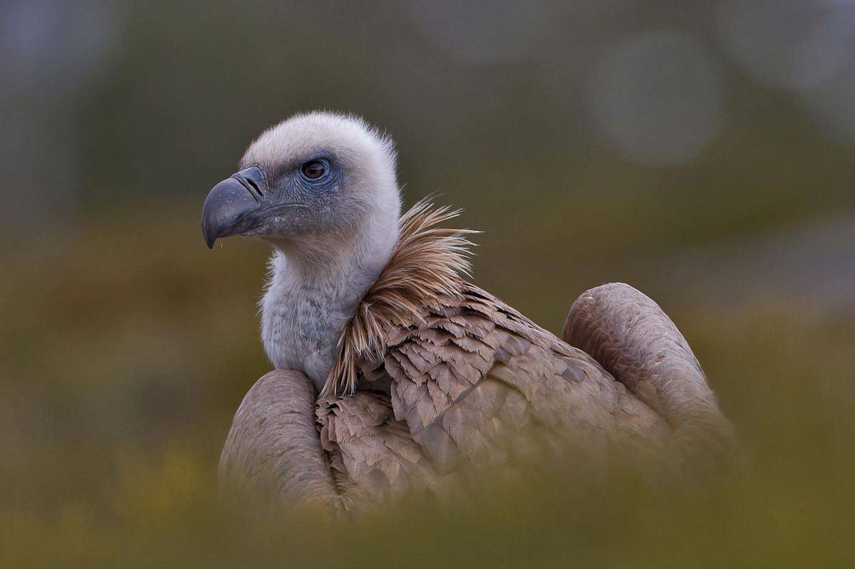 Burung Bangkai Terbesar di Dunia