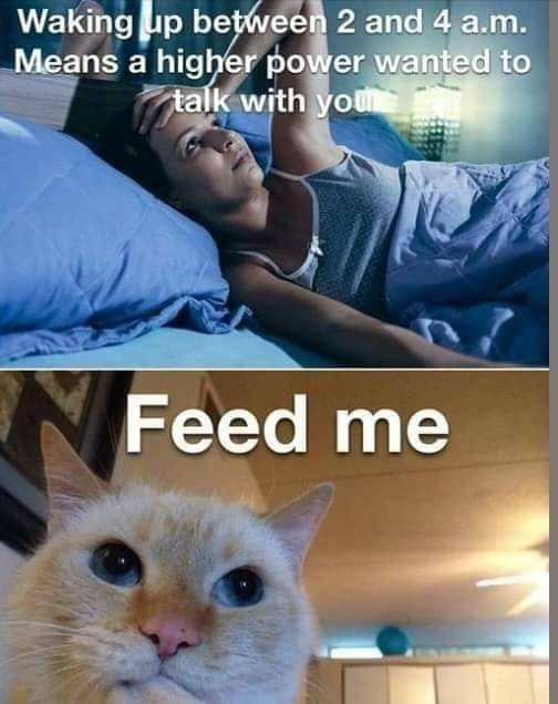 meme tingkah kucing pada malam hari