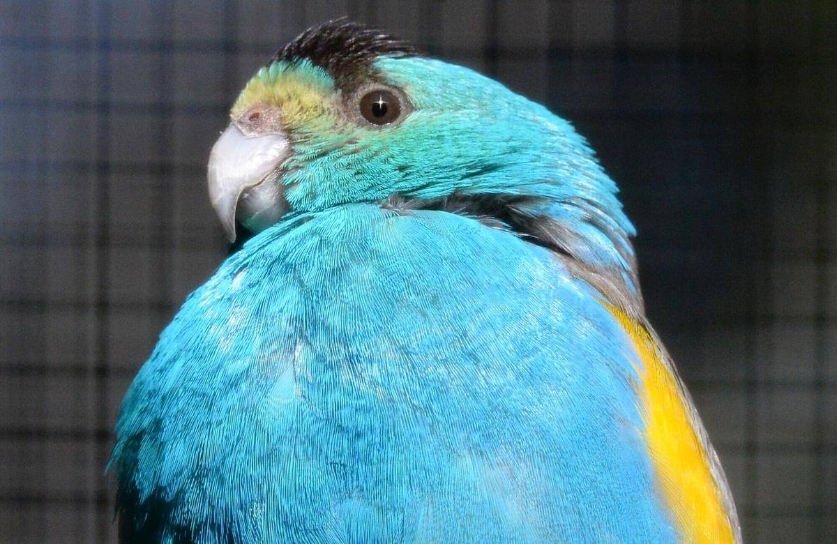 Golden Shouldered Parrot