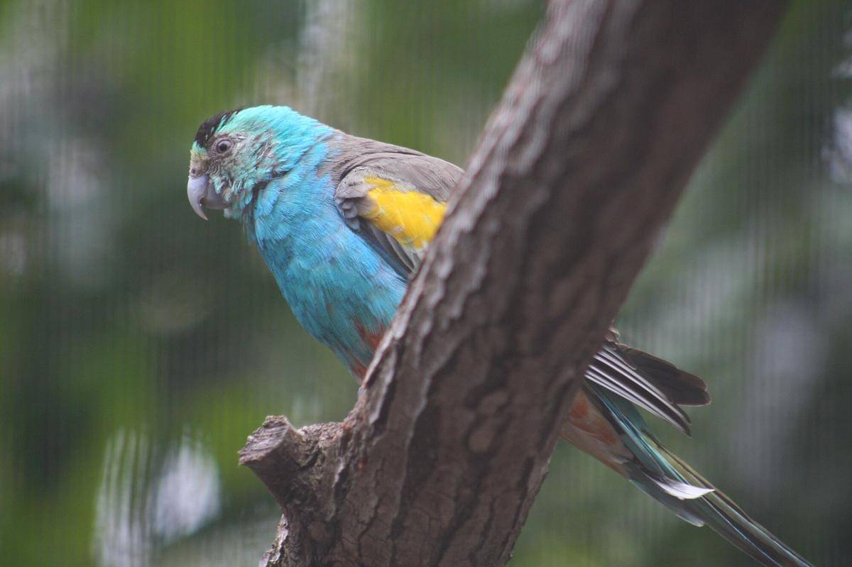 Golden Shouldered Parrot