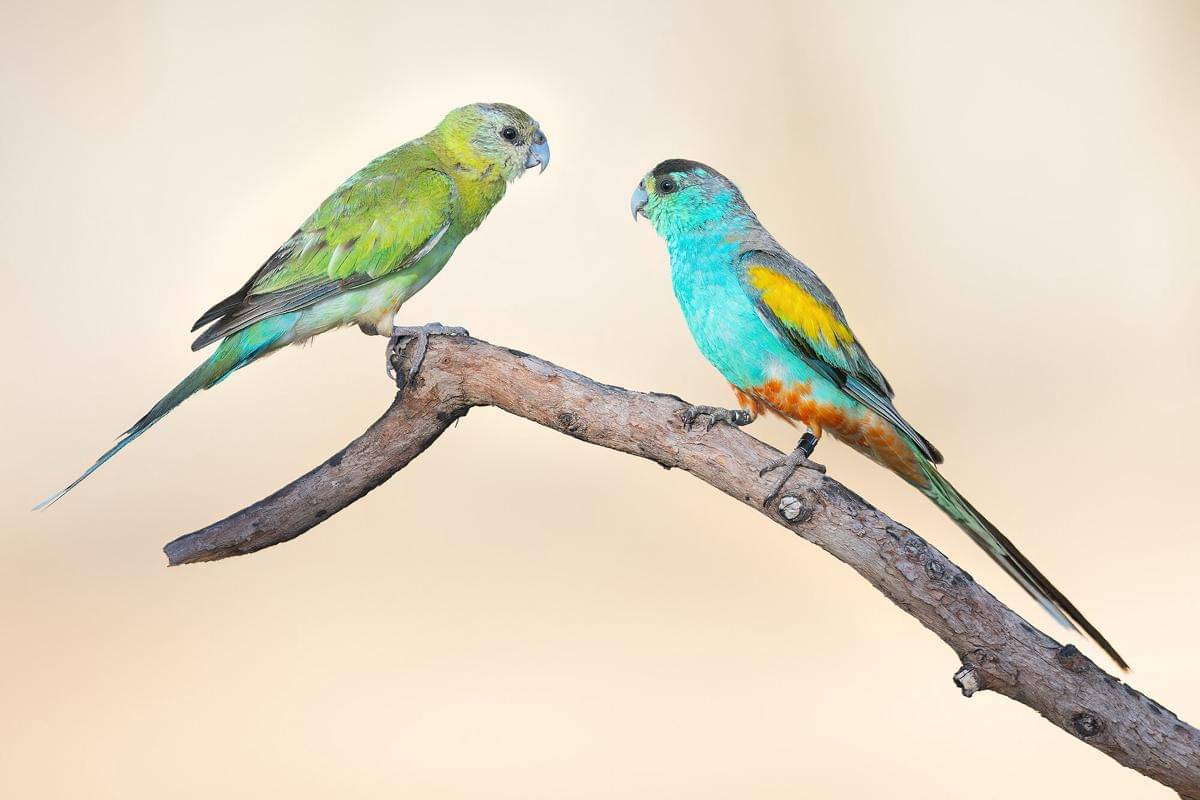 Golden Shouldered Parrot