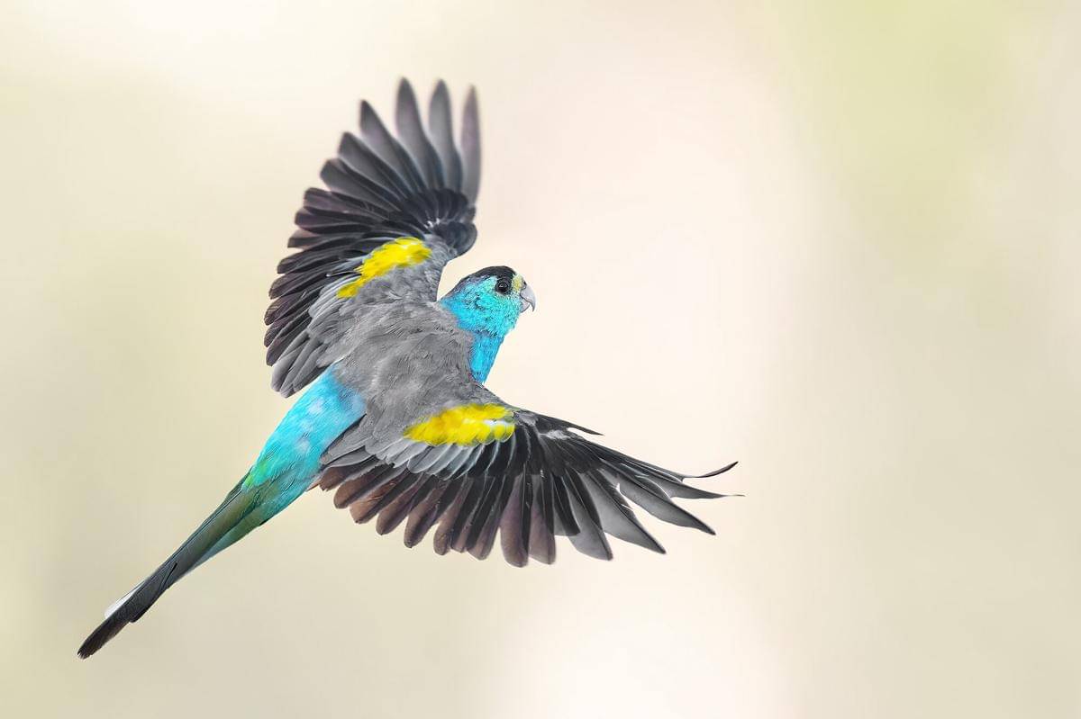 Golden Shouldered Parrot