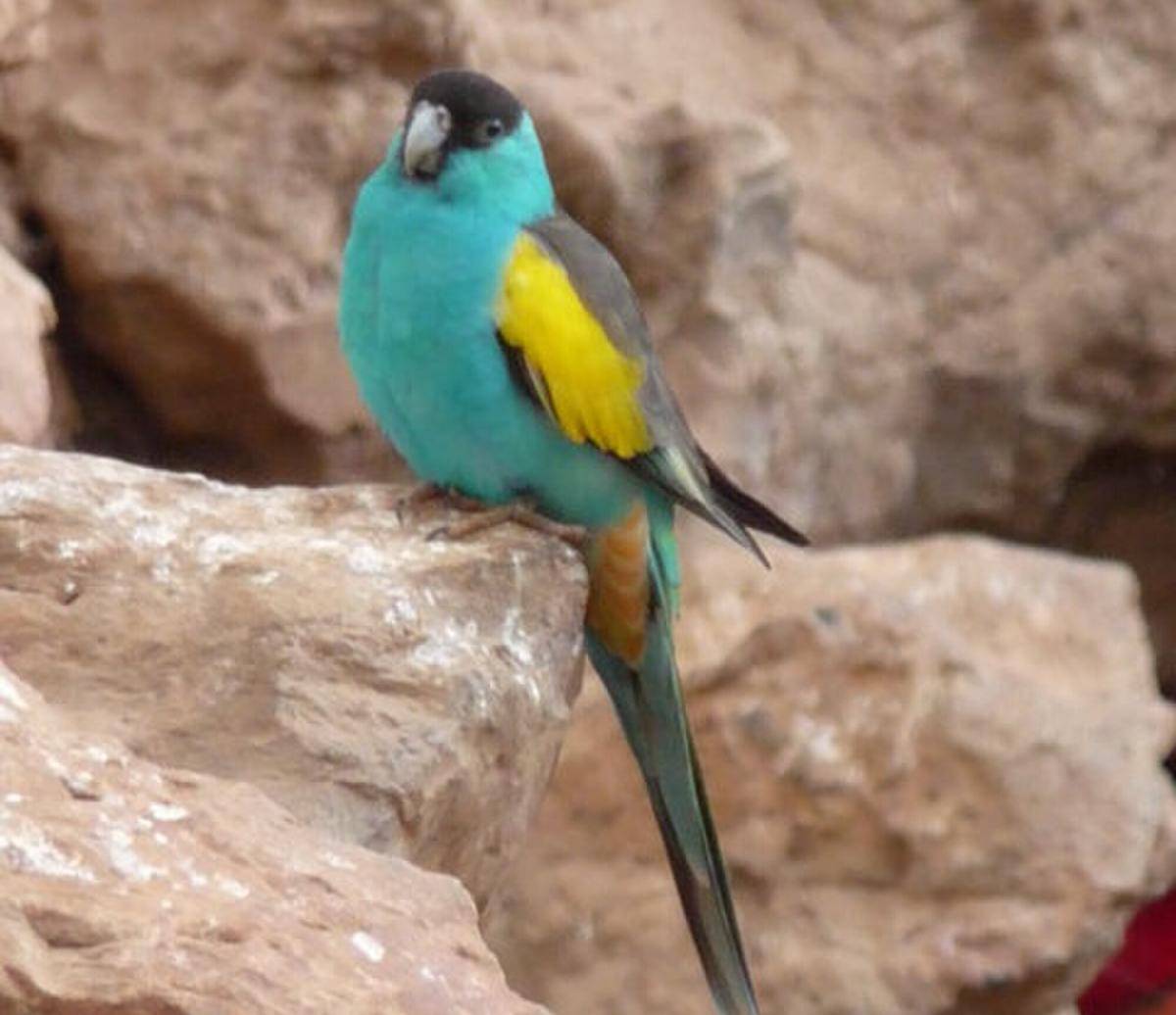 Golden Shouldered Parrot