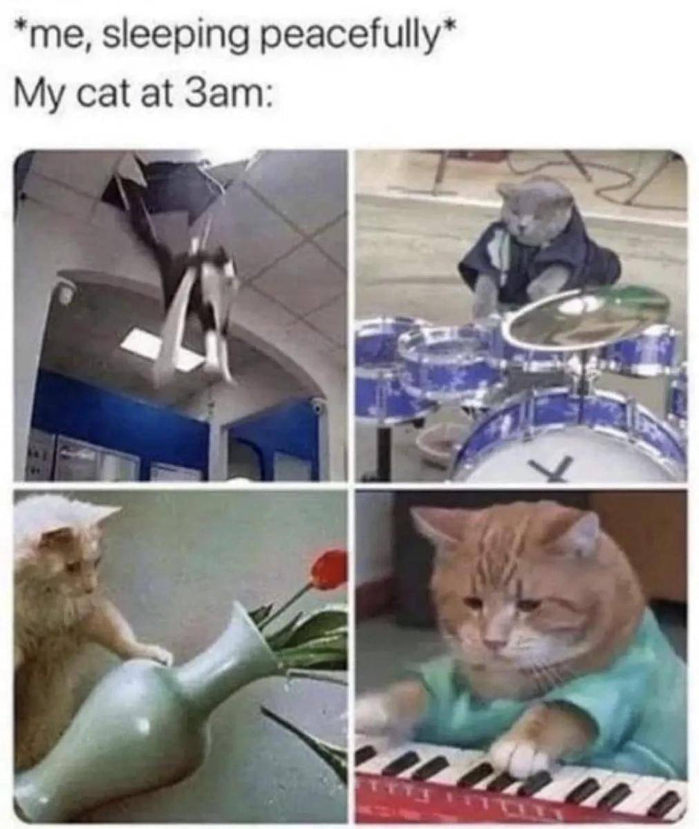 meme tingkah kucing pada malam hari