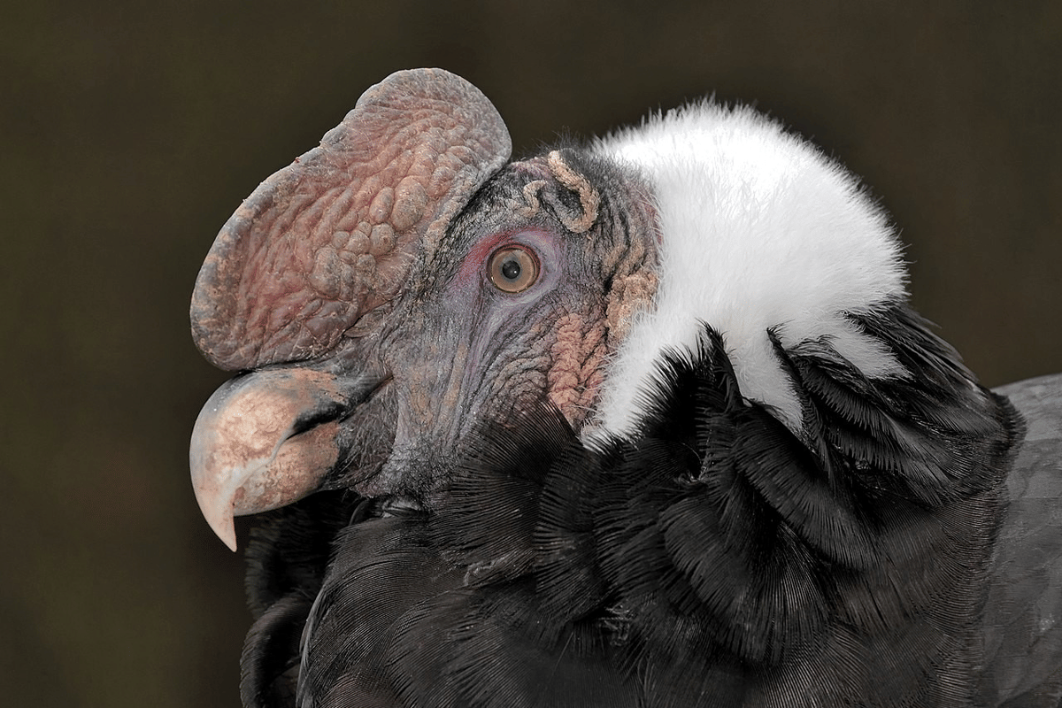 Burung Bangkai Terbesar di Dunia