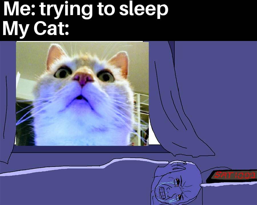 meme tingkah kucing pada malam hari