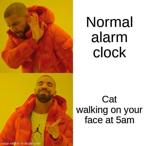 meme tingkah kucing pada malam hari